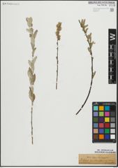 Foto von Salix repens L.
